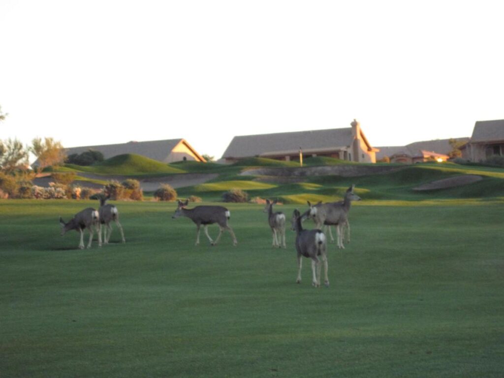 Gold Canyon Golf Resort - Image 2
