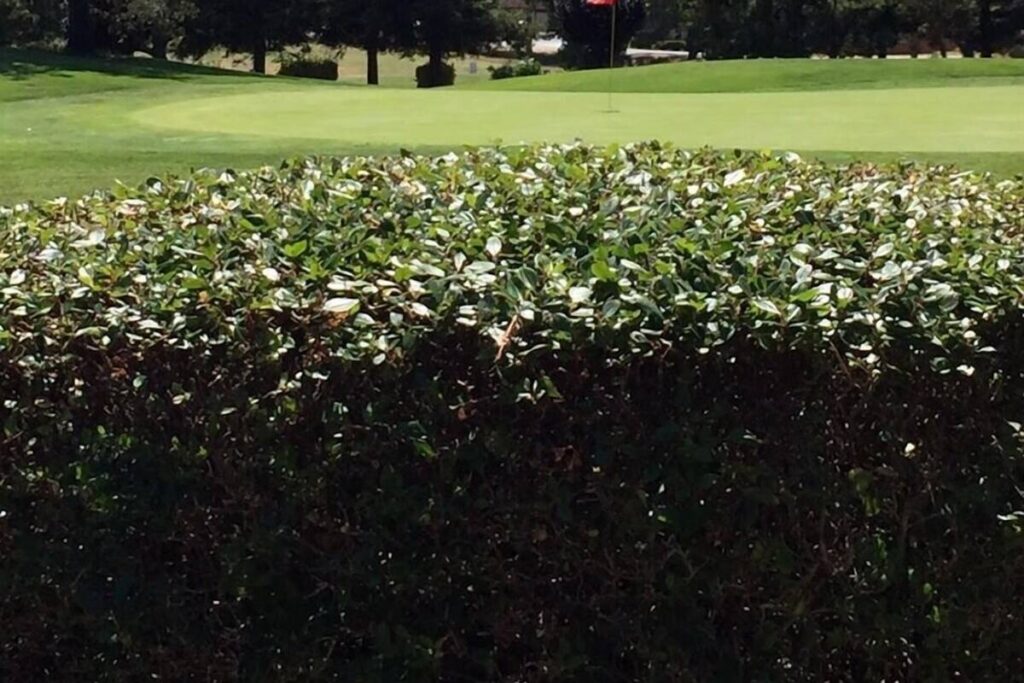 Ridgemark Golf Club and Resort - Image 6